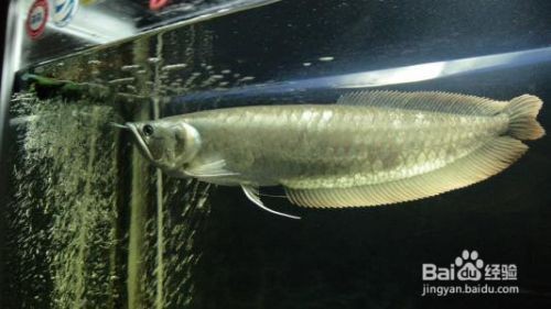 雷龍可以和鸚鵡魚一起養嗎？視頻解析與混養指南