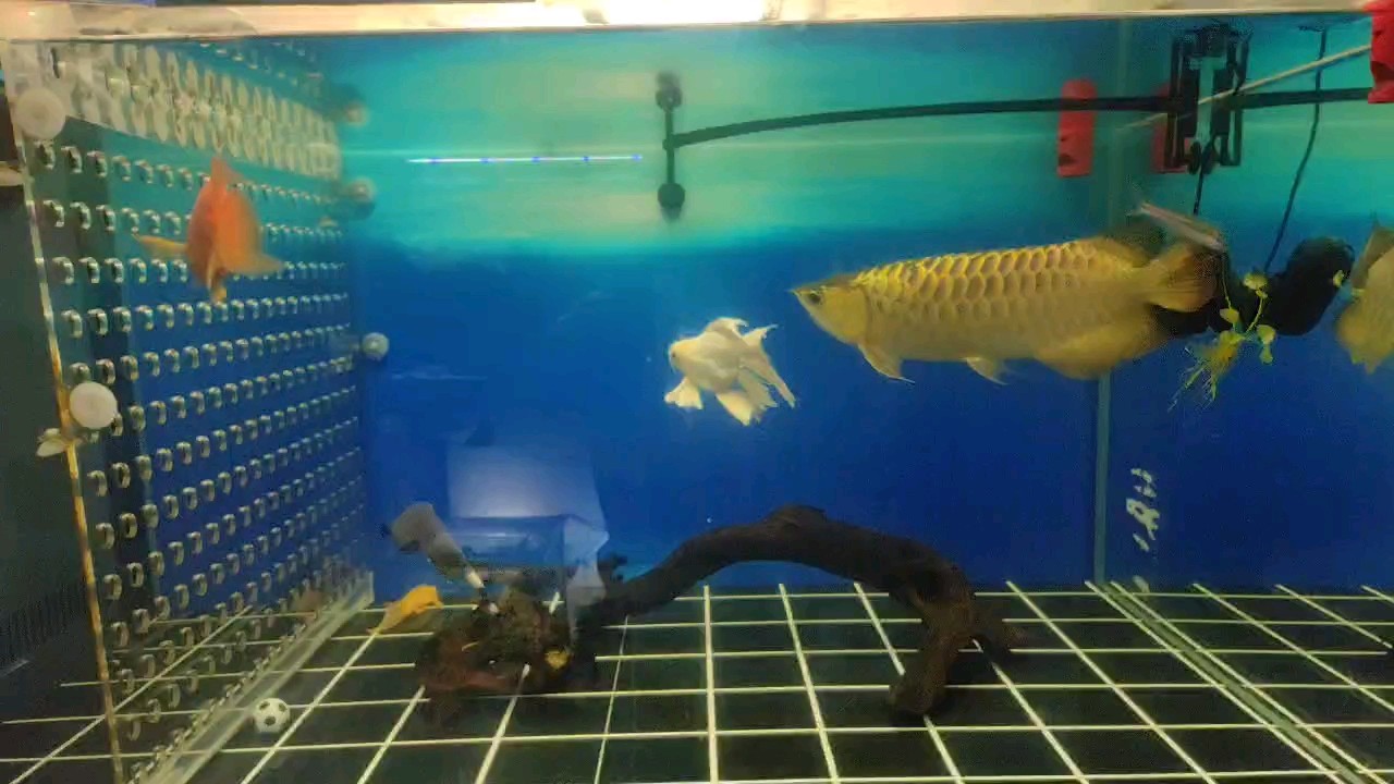 繼續降濕，活力受影響 繼續降濕，活力受影響 龍魚論壇