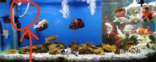 DIY手工給魚缸制作一個免通電的水循環系統：diy手工給魚缸制作一個免通電的水循環系統 DIY手工給魚缸制作一個免通電的水循環系統：diy手工給魚缸制作一個免通電的水循環系統 魚缸百科 第1張