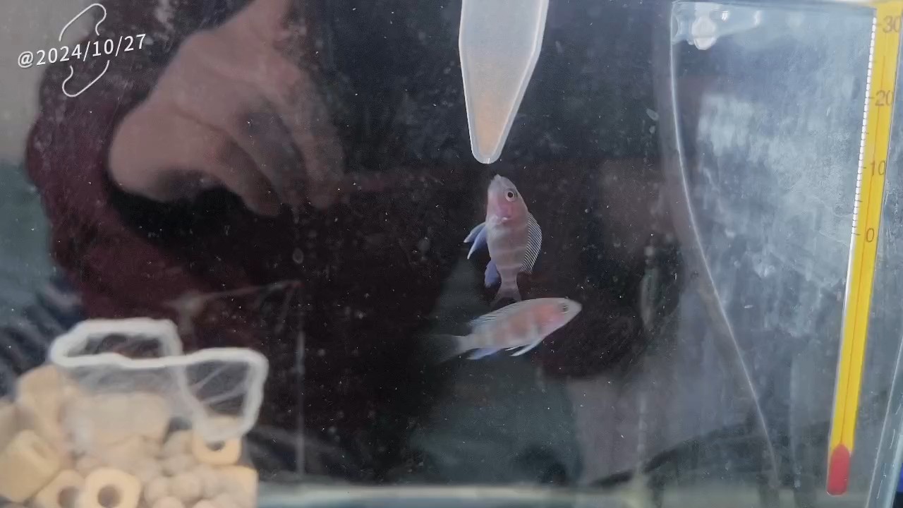 魚生很短，請君珍惜