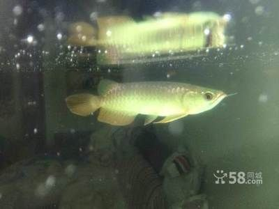 b過和過背的區(qū)別：如何辨別過背和b過金龍魚？