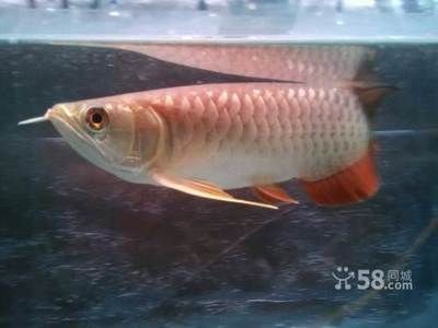 b過和過背的區(qū)別：如何辨別過背和b過金龍魚？