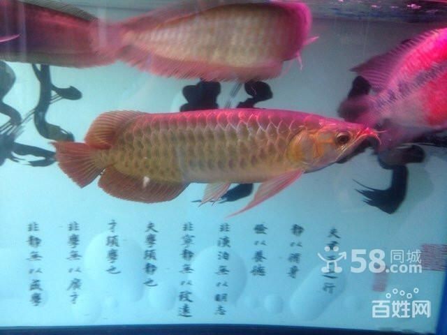 二手紅龍魚轉(zhuǎn)讓信息：二手紅龍魚轉(zhuǎn)讓信息詳情