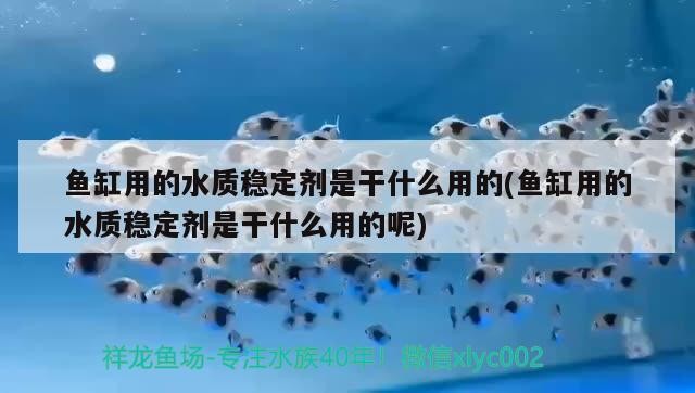 玉山縣高旗魚鳥店