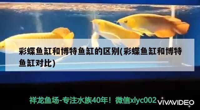 彩蝶魚缸和博特魚缸的區別(彩蝶魚缸和博特魚缸對比) 彩蝶魚缸和博特魚缸的區別(彩蝶魚缸和博特魚缸對比) 博特水族