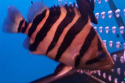 虎魚打架厲害嗎：虎魚打架厲害嗎，
