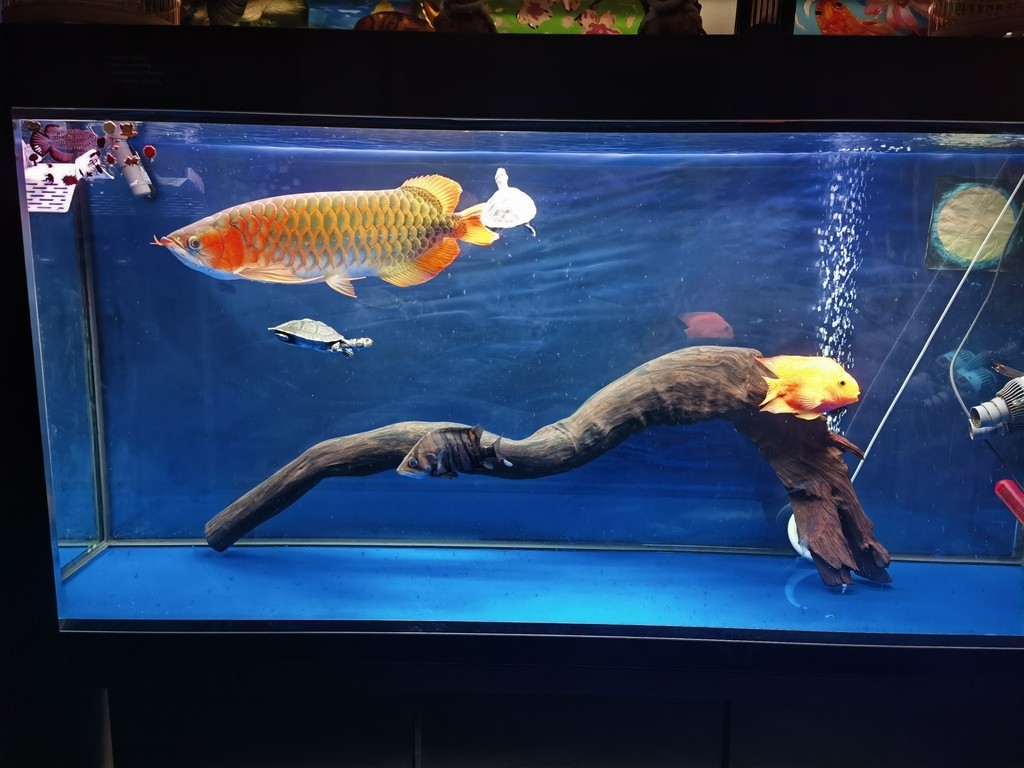 穩著養，等待換大缸。
