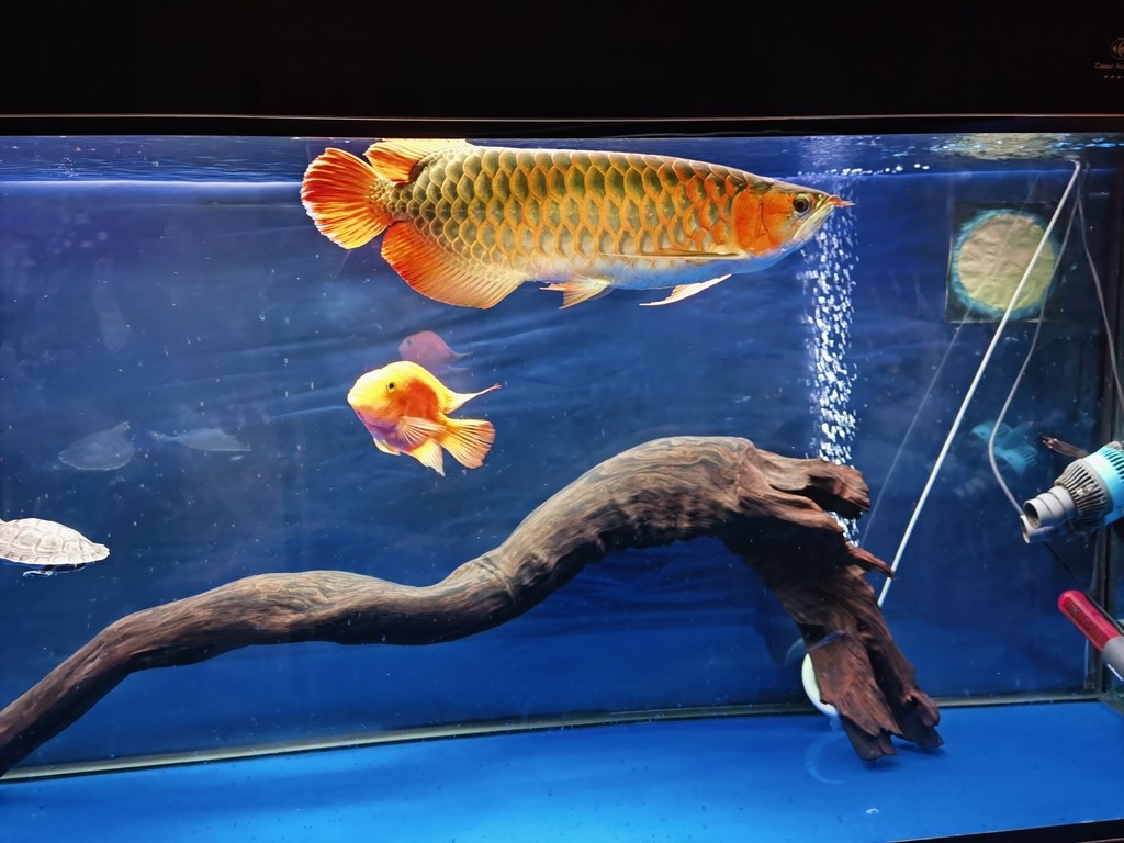 穩著養，等待換大缸。