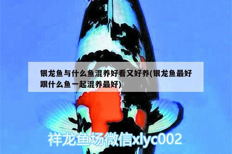 銀龍魚與什么魚混養好看又好養(銀龍魚最好跟什么魚一起混養最好) 銀龍魚與什么魚混養好看又好養(銀龍魚最好跟什么魚一起混養最好) 銀龍魚百科 第2張