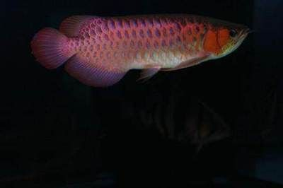 血艷紅龍魚：血艷紅龍魚與其他慈鯛區別血艷紅龍魚價格趨勢
