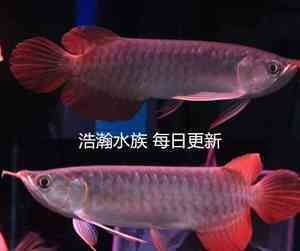 血艷紅龍魚：血艷紅龍魚與其他慈鯛區別血艷紅龍魚價格趨勢