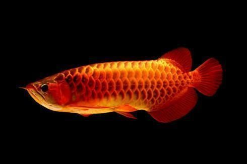龍魚喂凍蝦有什么注意事項vs祥龍魚場：祥龍魚場龍魚飼養技術