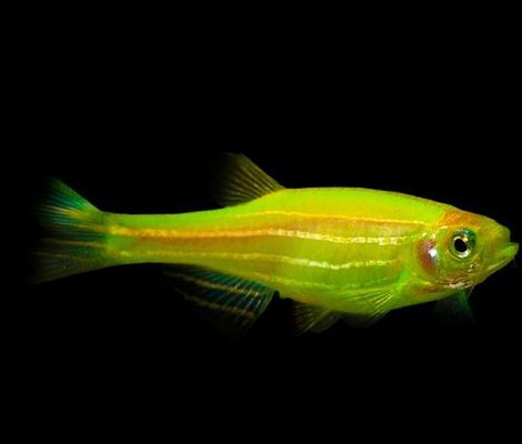 藍曼龍與金魚混養指南，兼容性、風險與飼養建議