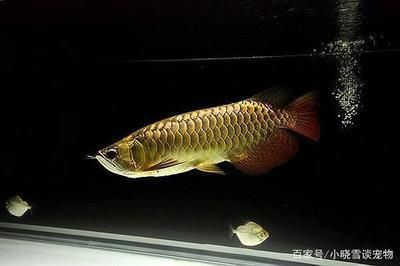 龍魚不養了怎么處理vs祥龍魚場：龍魚不養了怎么處理pk祥龍魚場