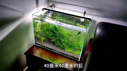 藍曼龍不繁殖了還能活嗎？探討魚類繁殖與壽命的關系 藍曼龍不繁殖了還能活嗎？探討魚類繁殖與壽命的關系 龍魚百科 第3張