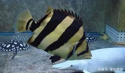 虎魚吃活泥鰍行嗎怎么喂食：虎魚可以喂食活泥鰍嗎