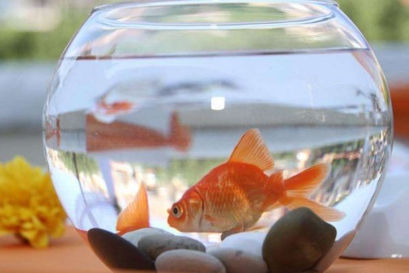 魚缸在家中擺放的最佳位置，如何選擇適合家居的魚缸？