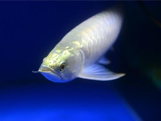 龍魚立鱗但是狀態沒問題vs祥龍魚場：如何判斷龍魚是否健康