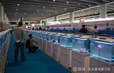 2024年水族展會時間及地點圖片 2024年水族展會時間及地點圖片 魚缸百科 第2張