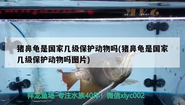 豬鼻龜是國(guó)家?guī)准?jí)保護(hù)動(dòng)物嗎(豬鼻龜是國(guó)家?guī)准?jí)保護(hù)動(dòng)物嗎圖片)