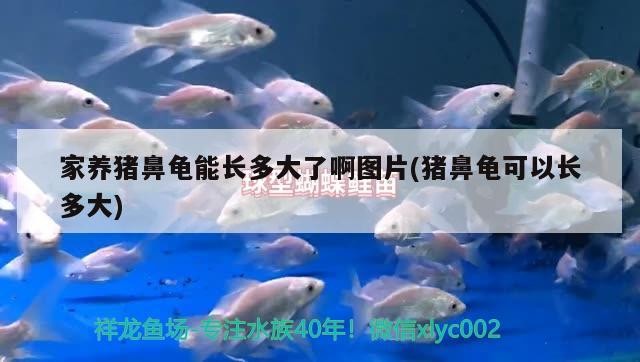 家養豬鼻龜能長多大了啊圖片(豬鼻龜可以長多大)