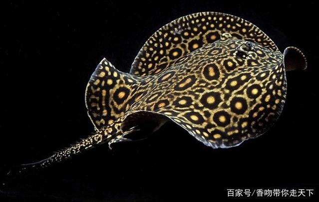 魟魚 毒刺：關于魟魚毒刺的一些詳細信息
