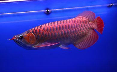 紅龍魚品牌等級分類標準表格圖：紅龍魚品牌等級分類標準 紅龍魚品牌等級分類標準表格圖：紅龍魚品牌等級分類標準 紅龍魚百科 第5張