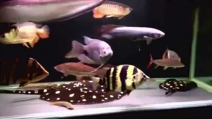 龍魚與蘇虎魚混養(yǎng)成功案例，龍魚與蘇虎魚混養(yǎng)成功案例展示龍魚與虎魚混養(yǎng)成功案例 龍魚與蘇虎魚混養(yǎng)成功案例，龍魚與蘇虎魚混養(yǎng)成功案例展示龍魚與虎魚混養(yǎng)成功案例 虎魚百科 第5張