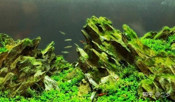 40cm魚缸水草造景：40cm魚缸造景技巧40cm魚缸造景技巧40cm魚缸造景技巧