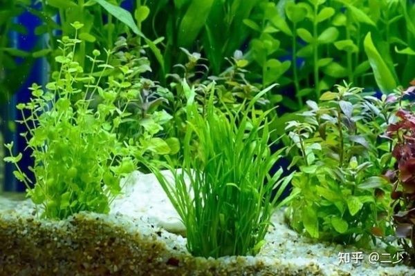 40cm魚缸水草造景：40cm魚缸造景技巧40cm魚缸造景技巧40cm魚缸造景技巧