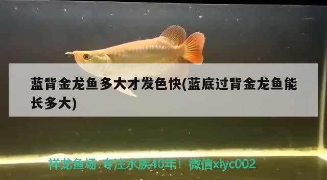 藍背金龍魚多大才發色快(藍底過背金龍魚能長多大) 藍背金龍魚多大才發色快(藍底過背金龍魚能長多大) 金龍魚百科