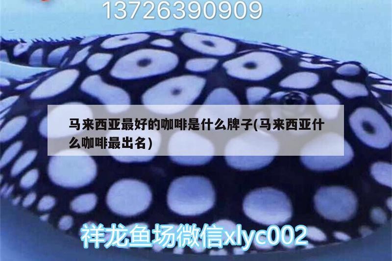 馬來西亞最好的咖啡是什么牌子(馬來西亞什么咖啡最出名) 馬來西亞最好的咖啡是什么牌子(馬來西亞什么咖啡最出名) 馬來西亞咖啡