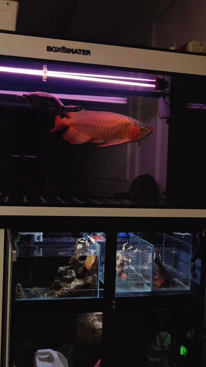 好久沒更新