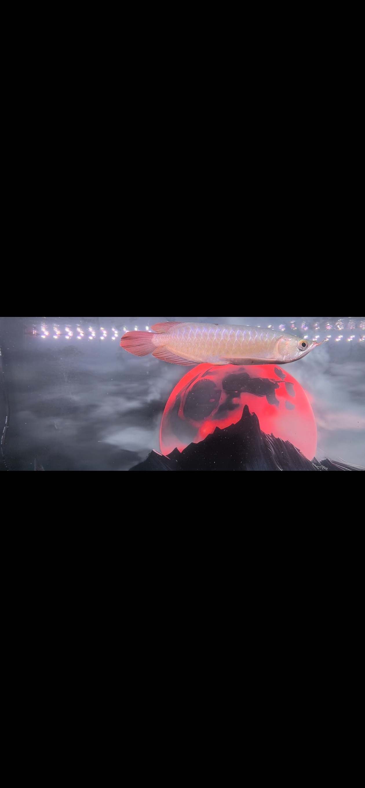 到家第三天