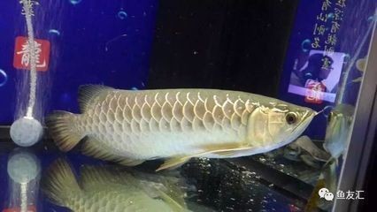 龍魚不愛動不吃東西vs祥龍魚場：龍魚不愛動不吃東西怎么辦 龍魚不愛動不吃東西vs祥龍魚場：龍魚不愛動不吃東西怎么辦 vs祥龍魚場 第4張