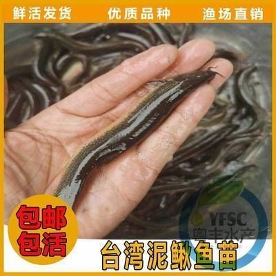 龍魚鱗片表面腐蝕能恢復嗎vs祥龍魚場:如何預防龍魚鱗片腐蝕 vs祥龍魚場 第3張 龍魚鱗片表面腐蝕能恢復嗎vs祥龍魚場:如何預防龍魚鱗片腐蝕 龍魚鱗片表面腐蝕能恢復嗎vs祥龍魚場:如何預防龍魚鱗片腐蝕 vs祥龍魚場 第3張