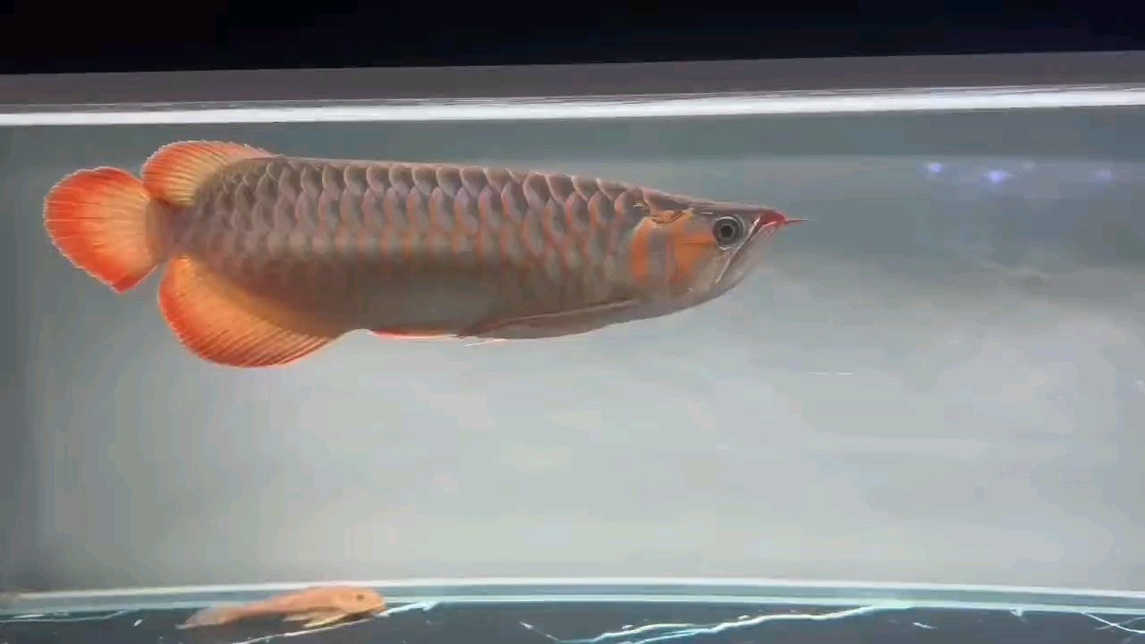 龍魚干蝦有營(yíng)養(yǎng)嗎 持續(xù)的記錄 龍魚論壇 持續(xù)的記錄 持續(xù)的記錄 龍魚論壇