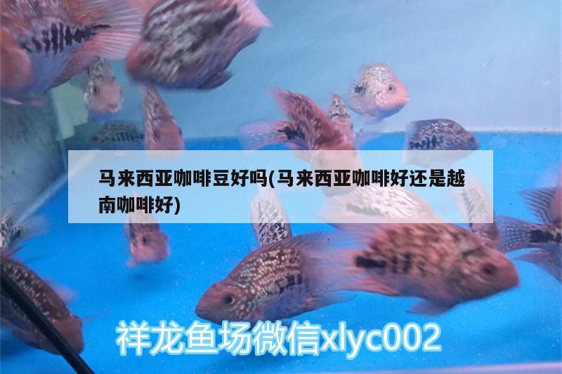 鸚鵡魚和銀龍魚混養(yǎng)怎樣喂食 馬來西亞咖啡豆好嗎(馬來西亞咖啡好還是越南咖啡好) 馬來西亞咖啡 馬來西亞咖啡豆好嗎(馬來西亞咖啡好還是越南咖啡好) 馬來西亞咖啡豆好嗎(馬來西亞咖啡好還是越南咖啡好) 馬來西亞咖啡