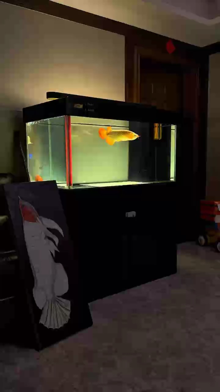養魚怎么舒服怎么來 養魚怎么舒服怎么來 龍魚論壇