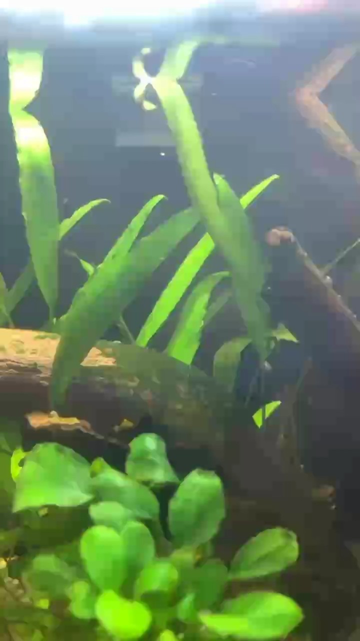 這是什么東西啊 密密麻麻