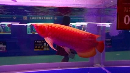 龍魚不吃什么原因vs祥龍魚場：龍魚不吃東西怎么辦