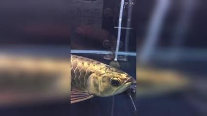 龍魚不吃什么原因vs祥龍魚場：龍魚不吃東西怎么辦