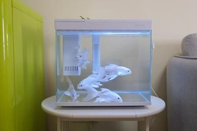 80公分魚缸養幾條蝴蝶鯉魚好：80公分魚缸養幾條蝴蝶鯉最好
