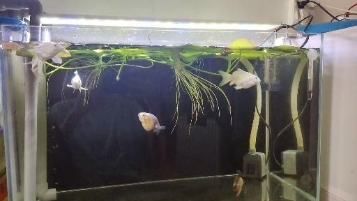 80公分魚缸養幾條蝴蝶鯉魚好：80公分魚缸養幾條蝴蝶鯉最好