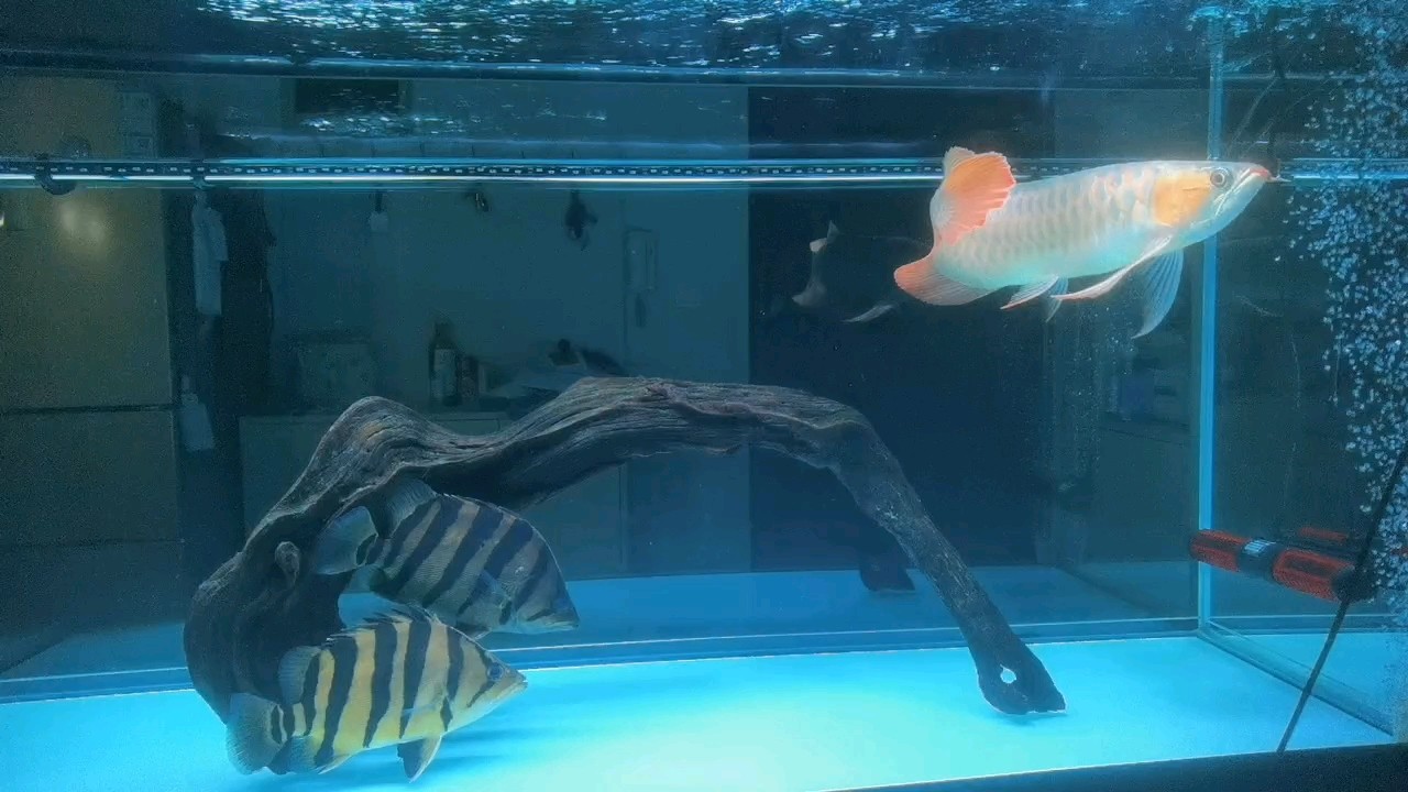 龍魚(yú)干蝦有營(yíng)養(yǎng)嗎 (*^_^*) 龍魚(yú)論壇 (*^_^*) (*^_^*) 龍魚(yú)論壇