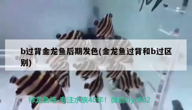 水族燈 b過背金龍魚后期發色(金龍魚過背和b過區別) 金龍魚百科 b過背金龍魚后期發色(金龍魚過背和b過區別) b過背金龍魚后期發色(金龍魚過背和b過區別) 金龍魚百科