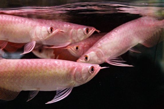 龍魚不進食怎么辦？vs祥龍魚場：如何判斷龍魚是否健康