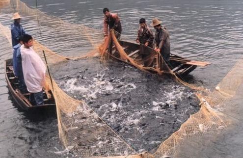 龍魚不進食怎么辦？vs祥龍魚場：如何判斷龍魚是否健康