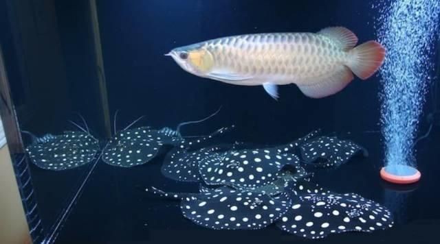 魟魚的壽命是多少：一般的魟魚壽命在25-30年之間，但最長的可以達到80年左右