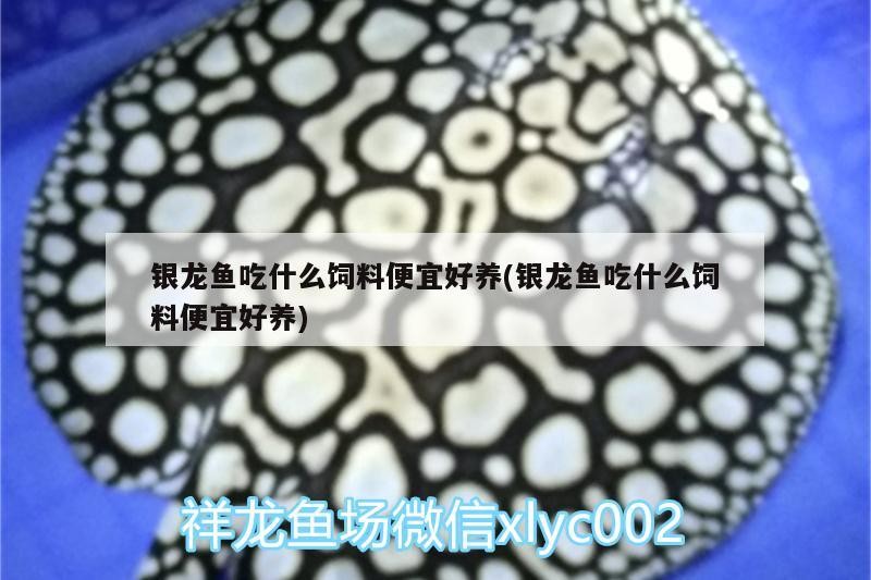 銀龍魚吃什么飼料便宜好養(yǎng)(銀龍魚吃什么飼料便宜好養(yǎng))